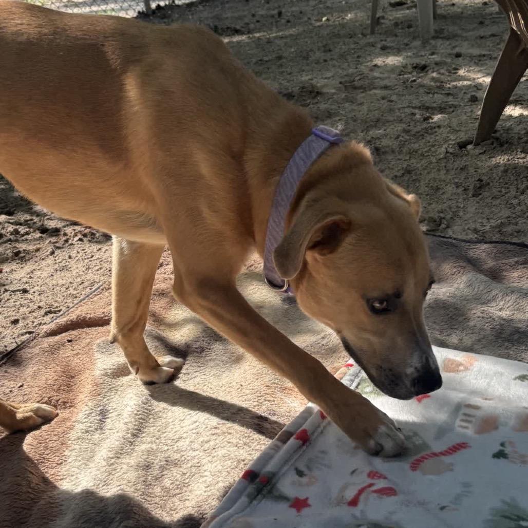Enlarge Kamo 28424, a Adoptable Mixed Breed in Middleburg, FL image 3/6