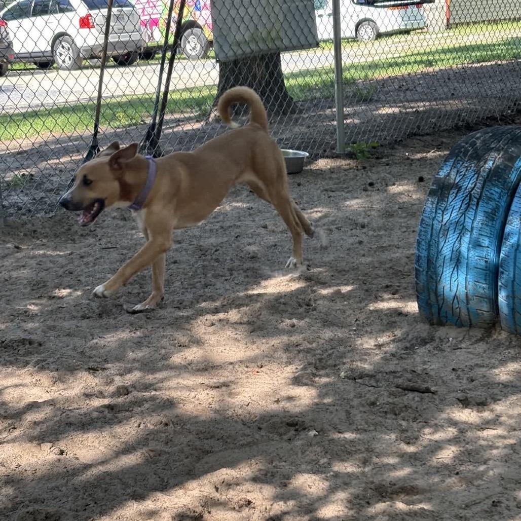 Enlarge Kamo 28424, a Adoptable Mixed Breed in Middleburg, FL image 4/6