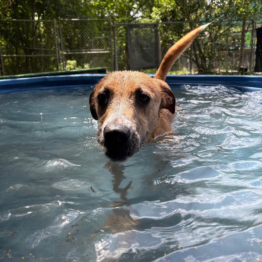 Enlarge Kamo 28424, a Adoptable Mixed Breed in Middleburg, FL image 5/6