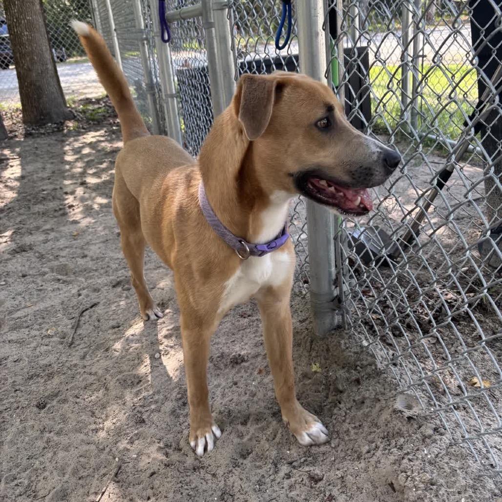 Enlarge Kamo 28424, a Adoptable Mixed Breed in Middleburg, FL image 6/6