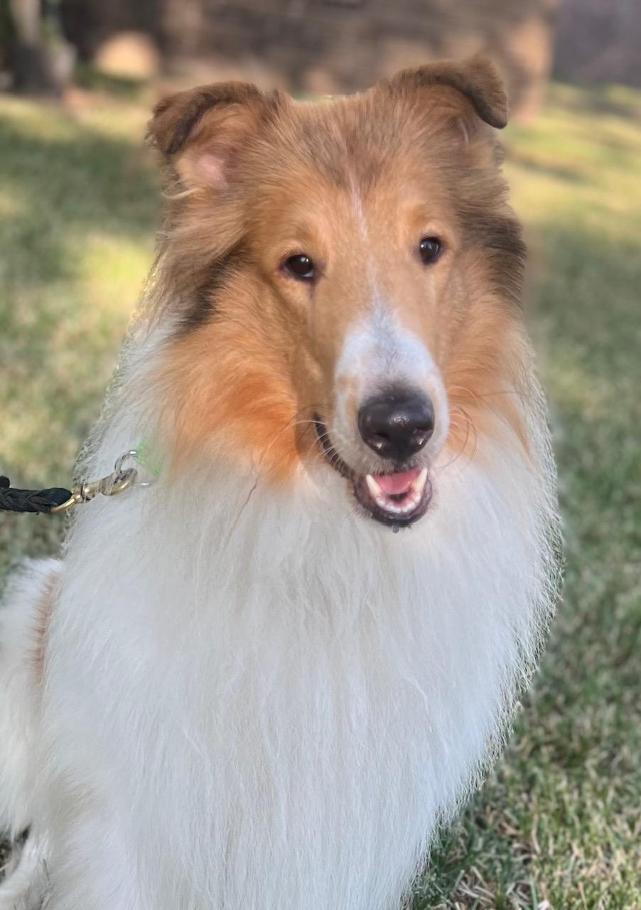 Enlarge Anakin, a Adopted Rough Collie in Houston, TX image 1/6