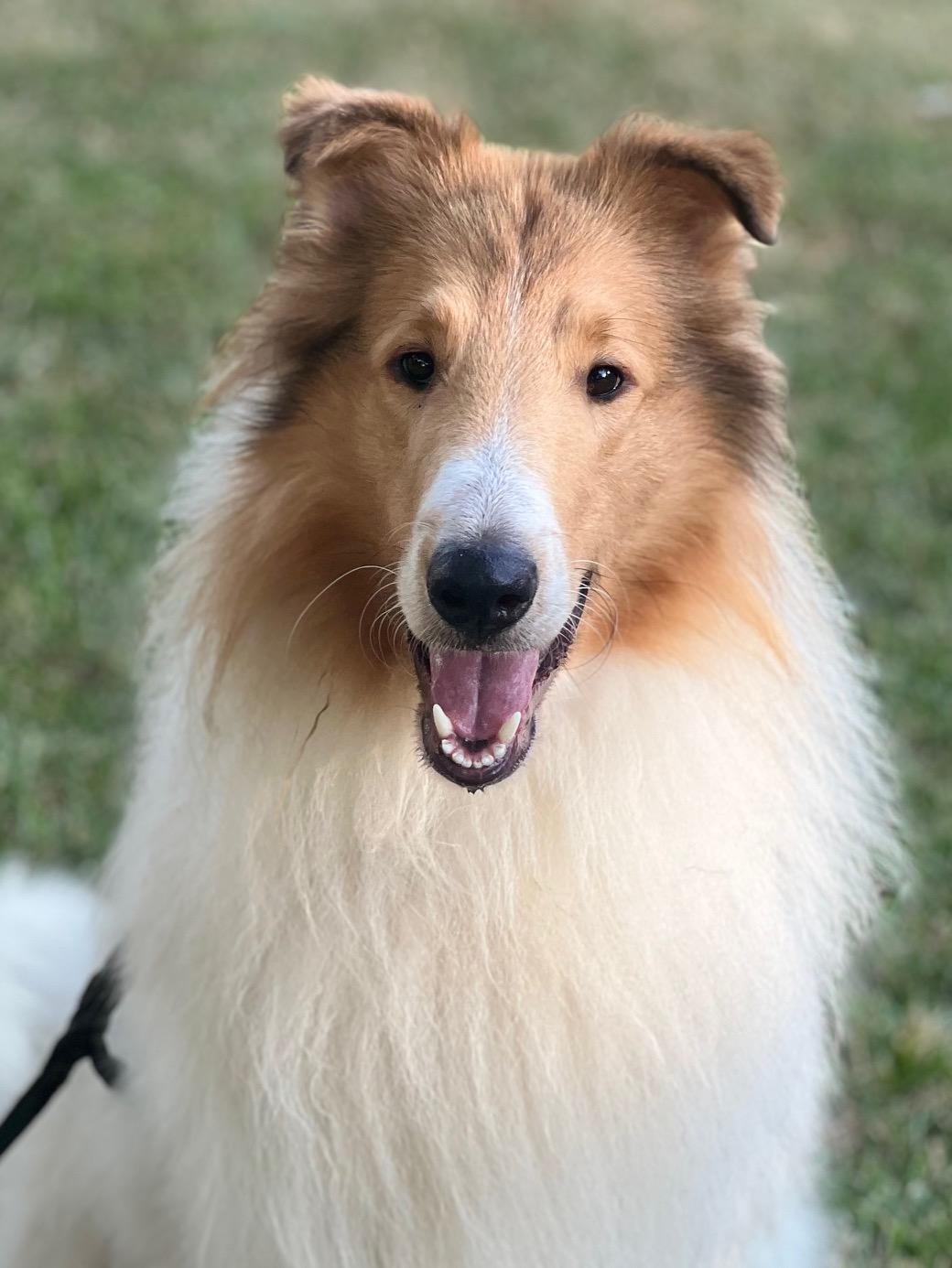 Enlarge Anakin, a Adopted Rough Collie in Houston, TX image 2/6