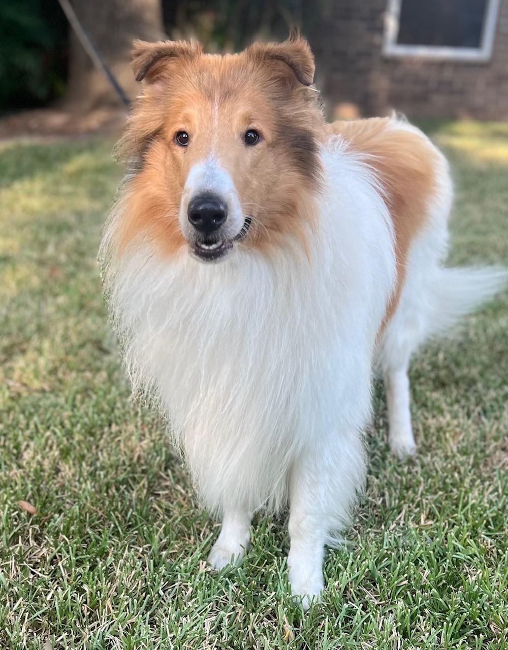 Enlarge Anakin, a Adopted Rough Collie in Houston, TX image 3/6