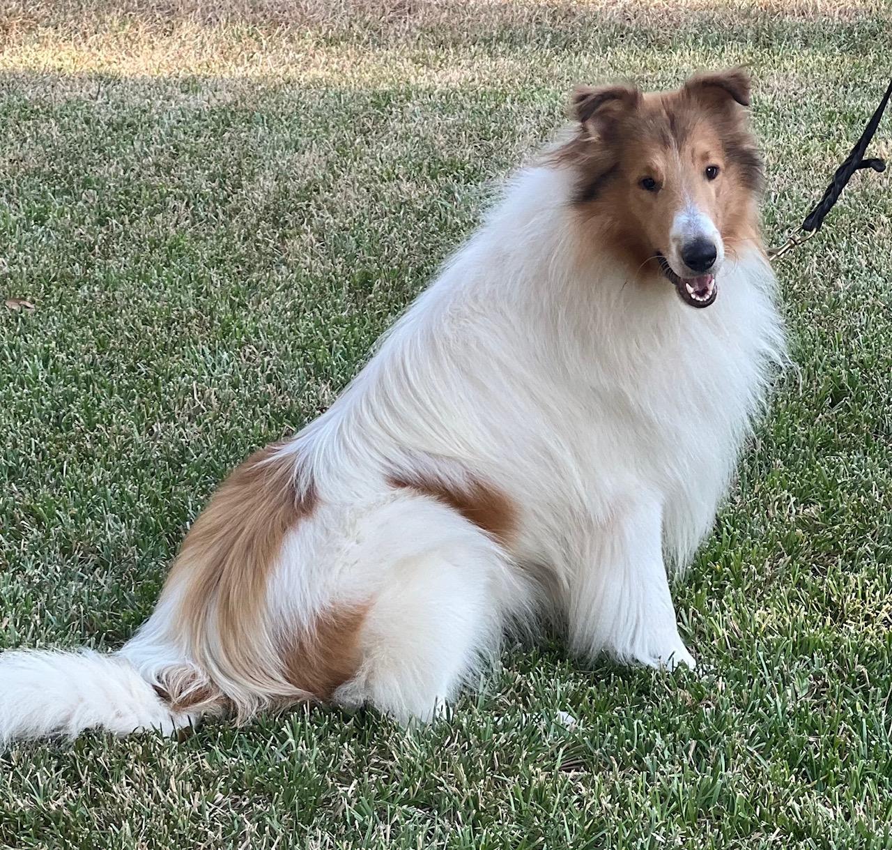 Enlarge Anakin, a Adopted Rough Collie in Houston, TX image 4/6