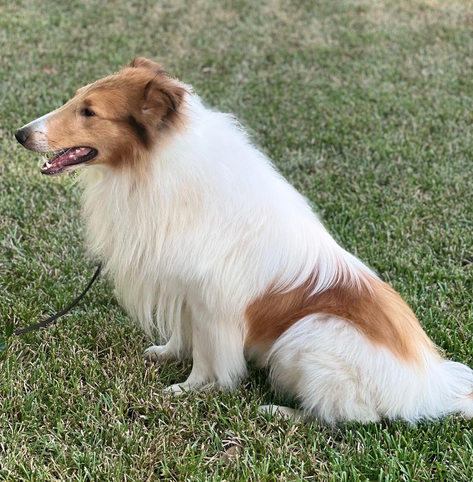 Enlarge Anakin, a Adopted Rough Collie in Houston, TX image 5/6