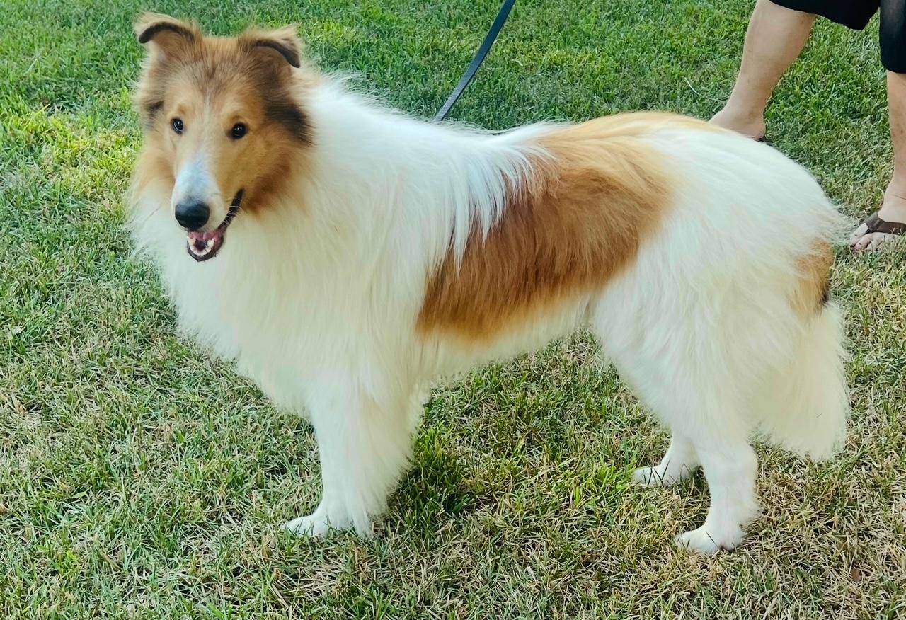 Enlarge Anakin, a Adopted Rough Collie in Houston, TX image 6/6