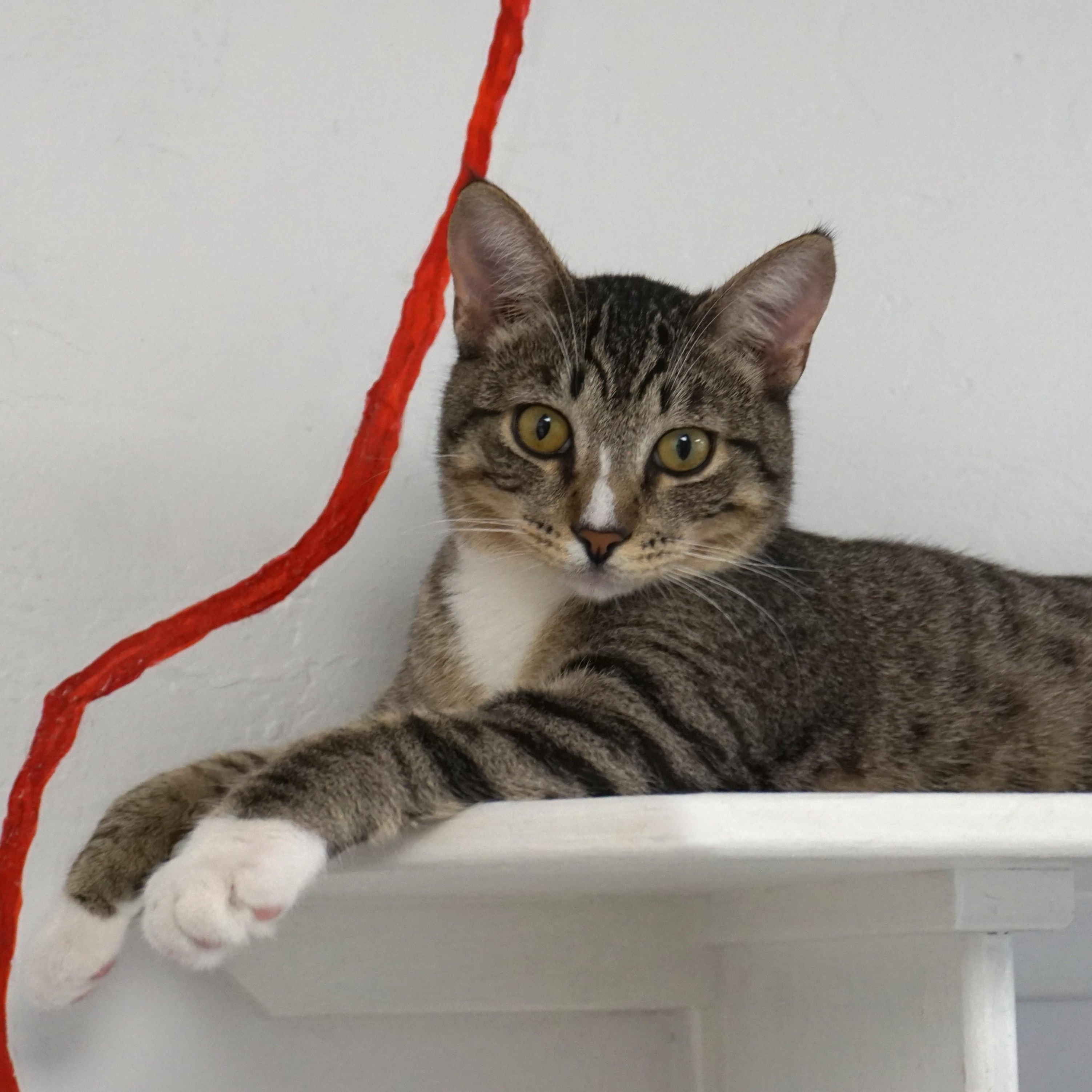 Albert, ADOPTABLE, Young Male Domestic Short Hair.