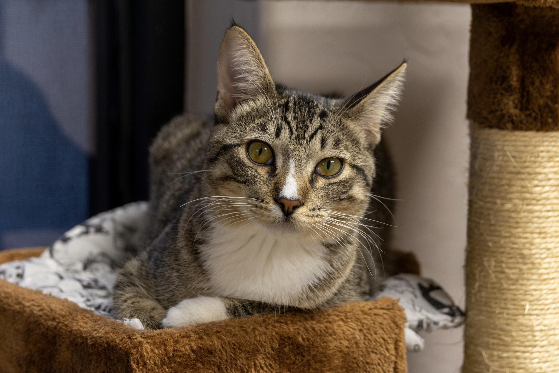 Albert, a ADOPTABLE Domestic Short Hair in Fountain Hills, AZ image 2/3