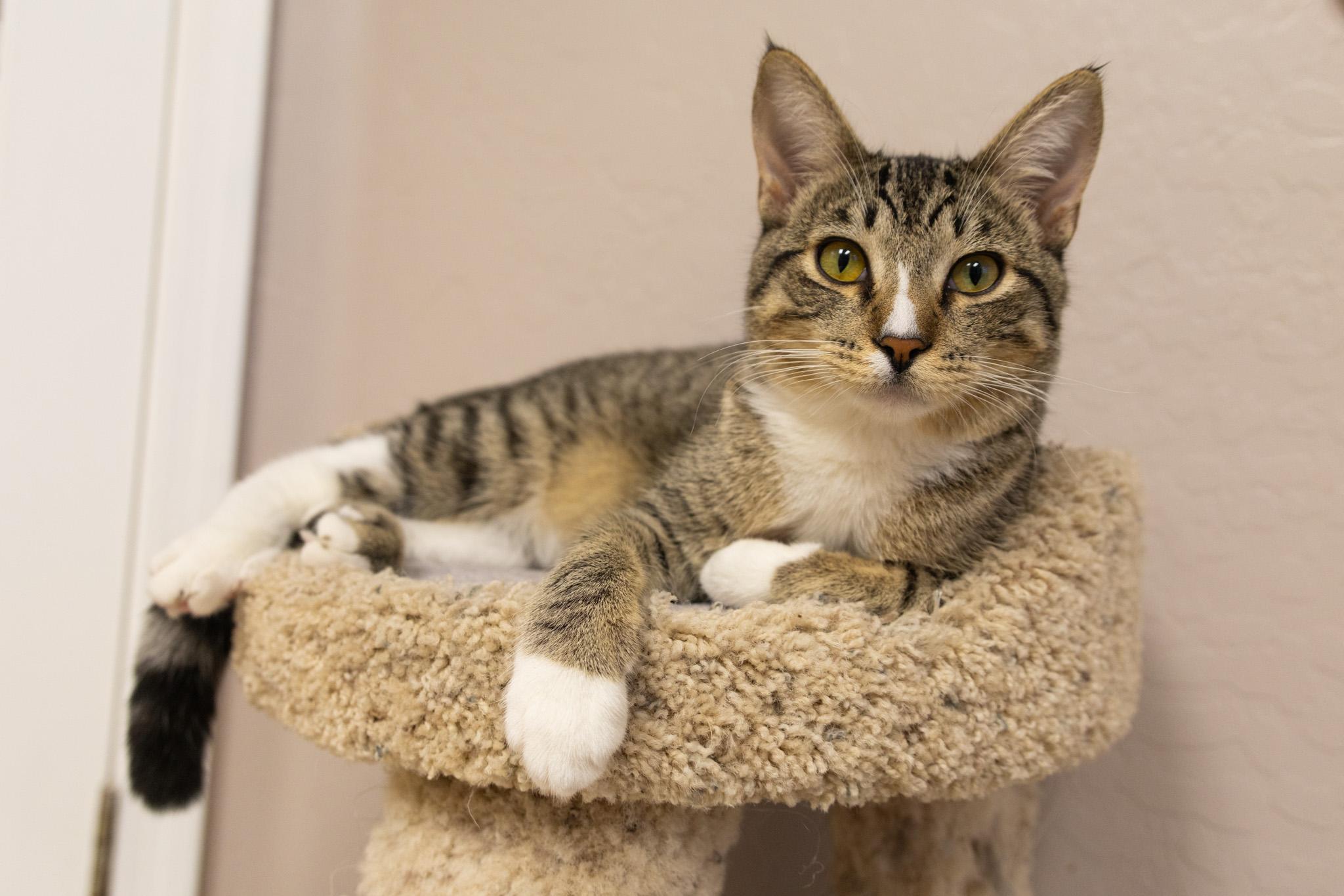 Albert, ADOPTABLE, Young Male Domestic Short Hair.
