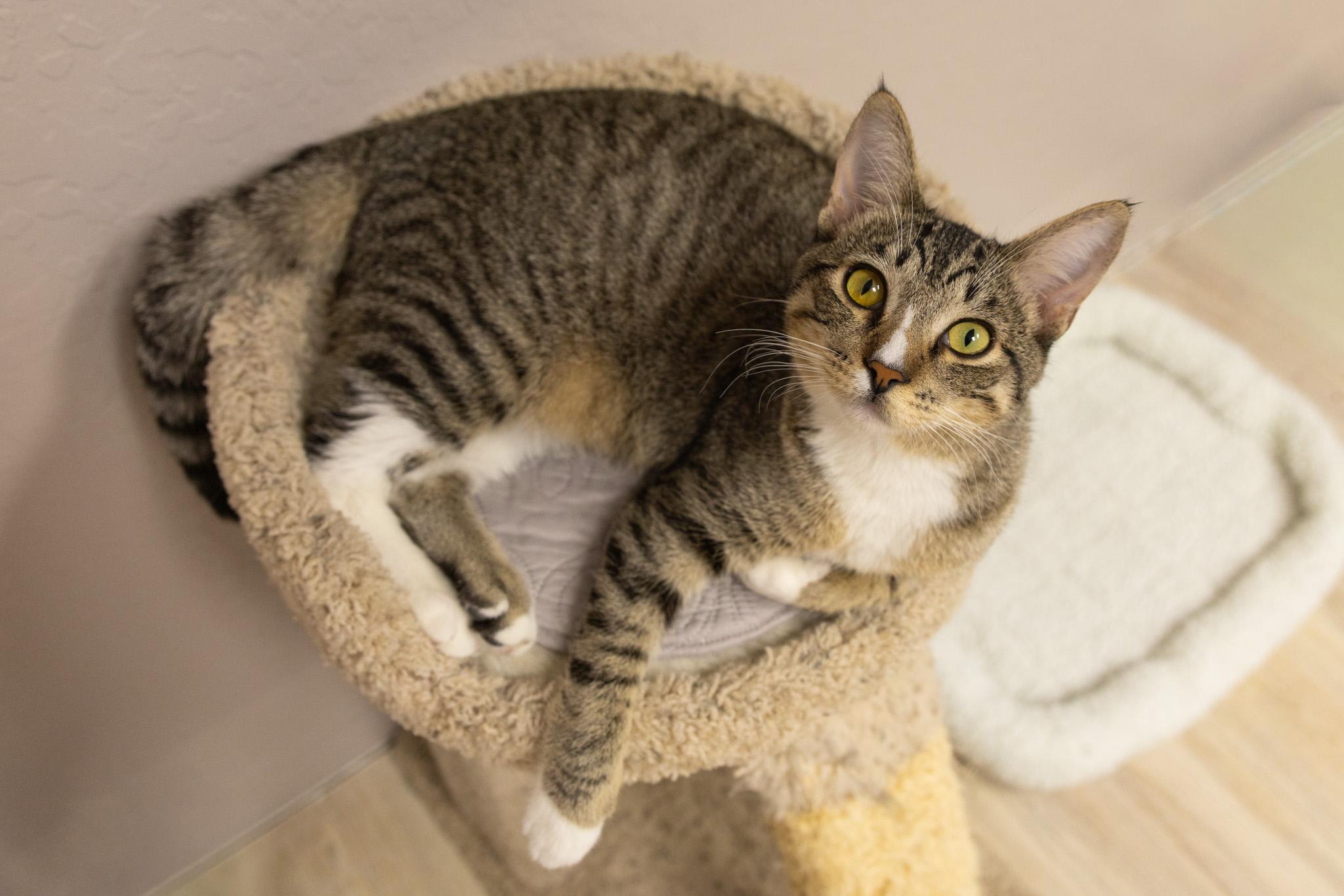 Albert, a ADOPTABLE Domestic Short Hair in Fountain Hills, AZ image 3/3