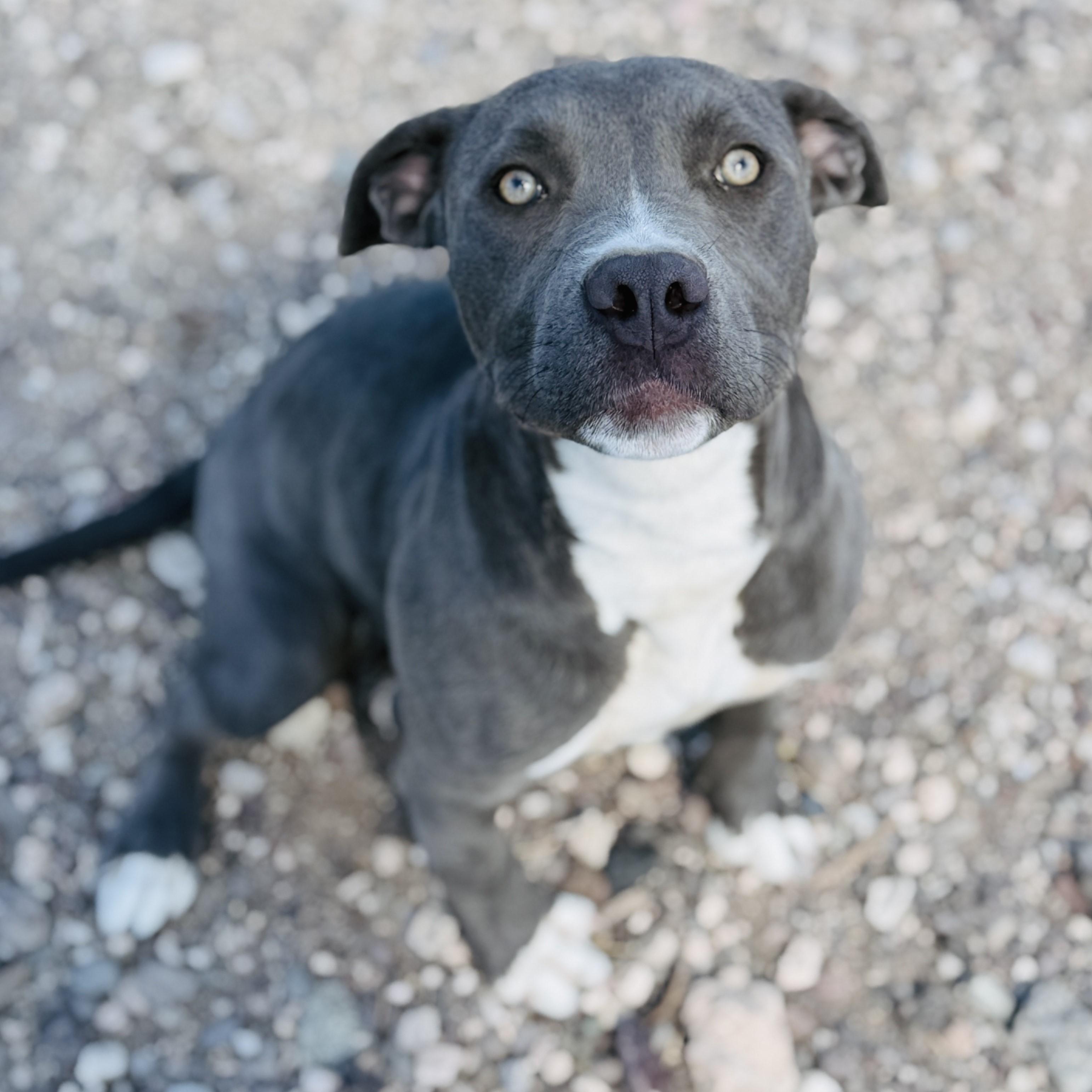 Padmae, an adoptable Pit Bull Terrier in ALPINE, TX, 79830 | Photo Image 5