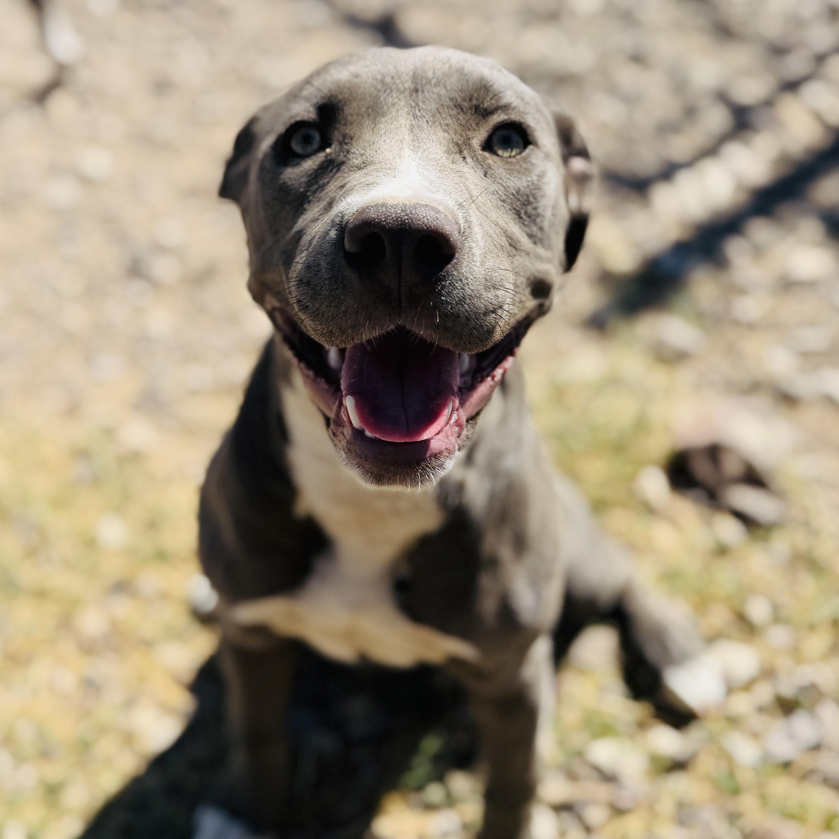 Padmae, an adoptable Pit Bull Terrier in ALPINE, TX, 79830 | Photo Image 4