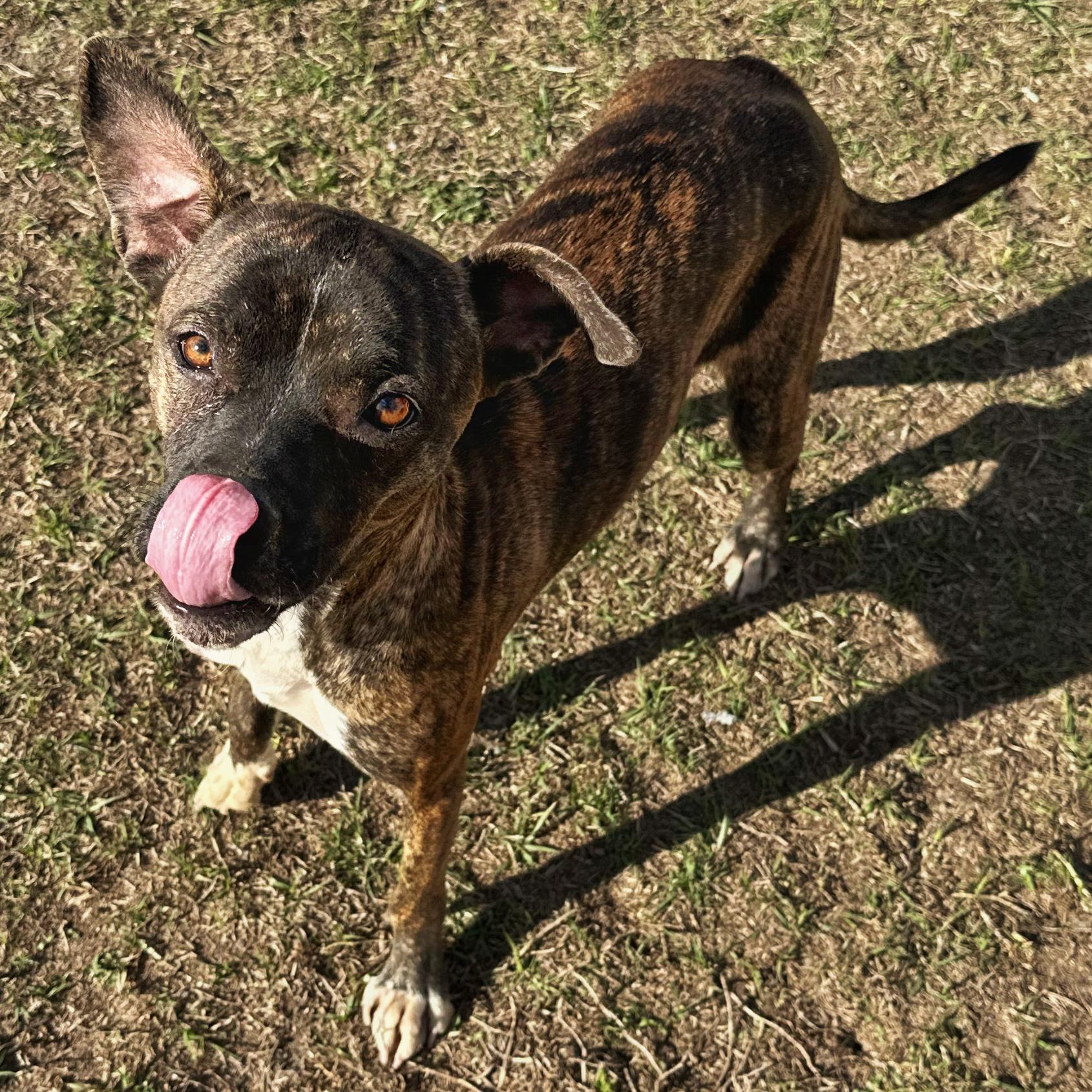 Celena, a Adoptable mixed breed in Valdosta, GA image 1/3