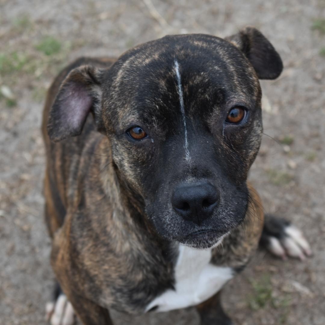 Celena, Adoptable, Young Female Pit Bull Terrier.