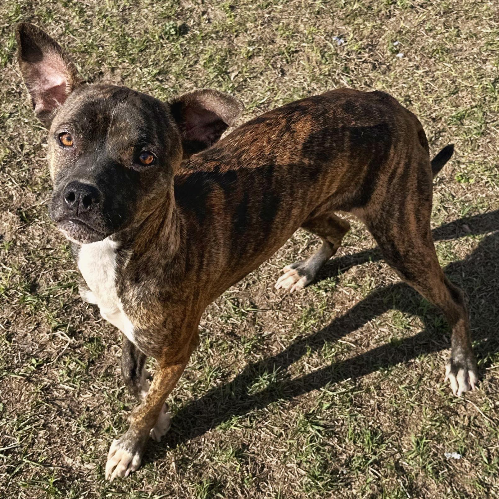 Celena, a Adoptable mixed breed in Valdosta, GA image 3/3