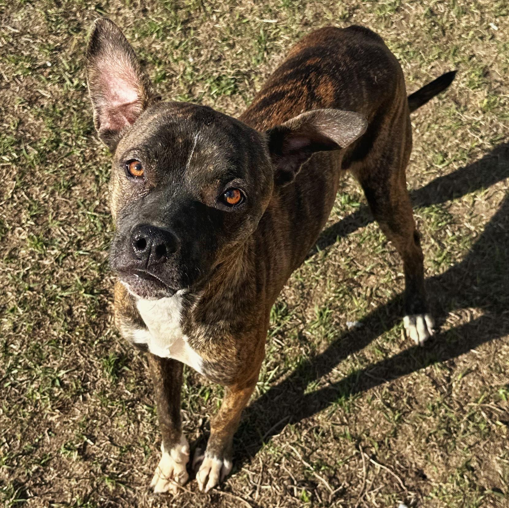 Celena, a Adoptable mixed breed in Valdosta, GA image 2/3