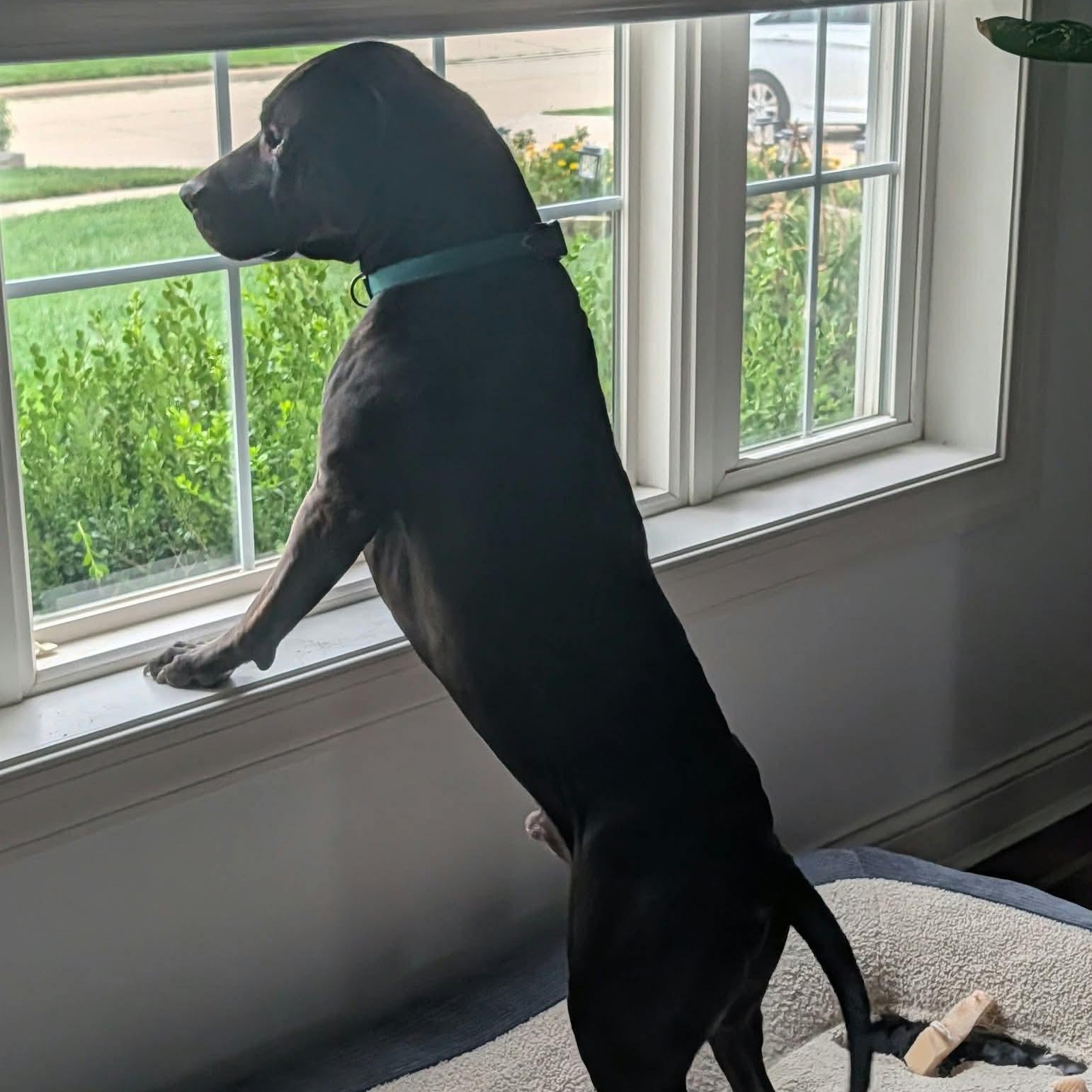 Enlarge Ivan, a Adoptable Pit Bull Terrier in Westchester, IL image 6/6