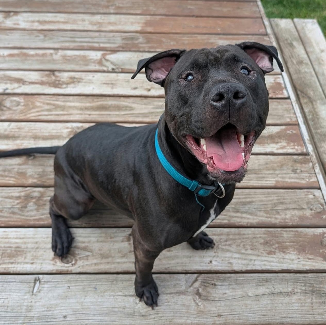 Ivan, Adoptable, Young Male Pit Bull Terrier.