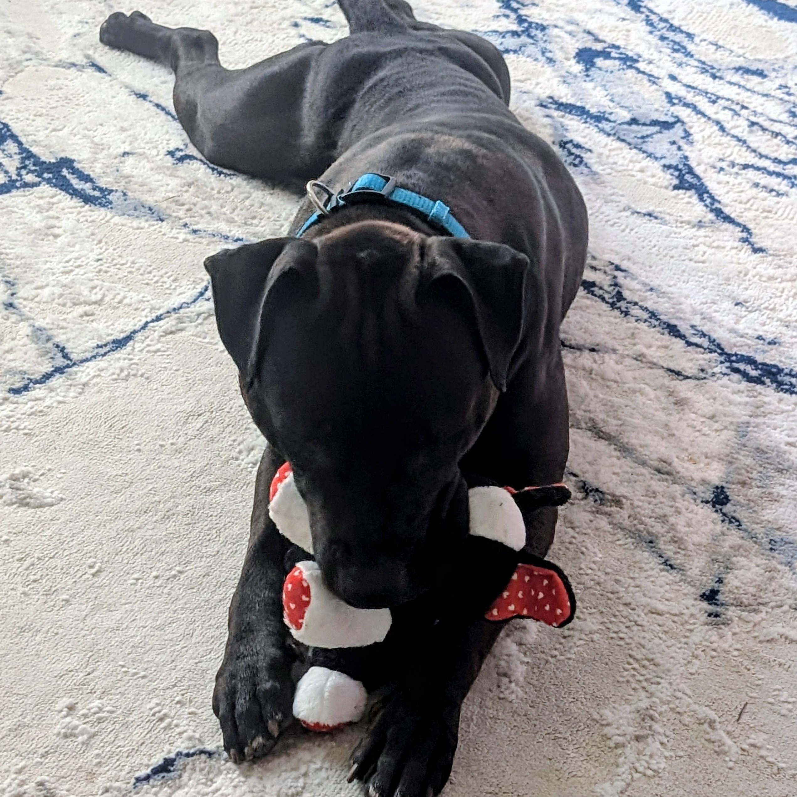 Enlarge Ivan, a ADOPTABLE Pit Bull Terrier in Westchester, IL image 4/6