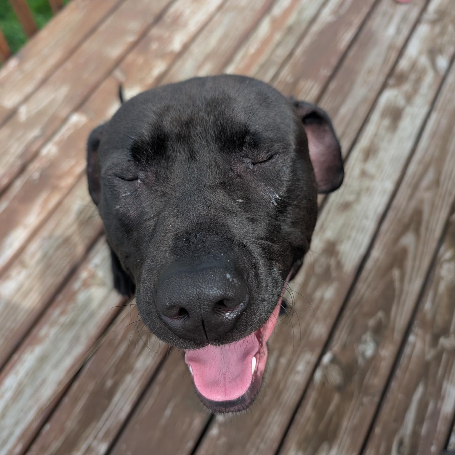 Enlarge Ivan, a ADOPTABLE Pit Bull Terrier in Westchester, IL image 6/6