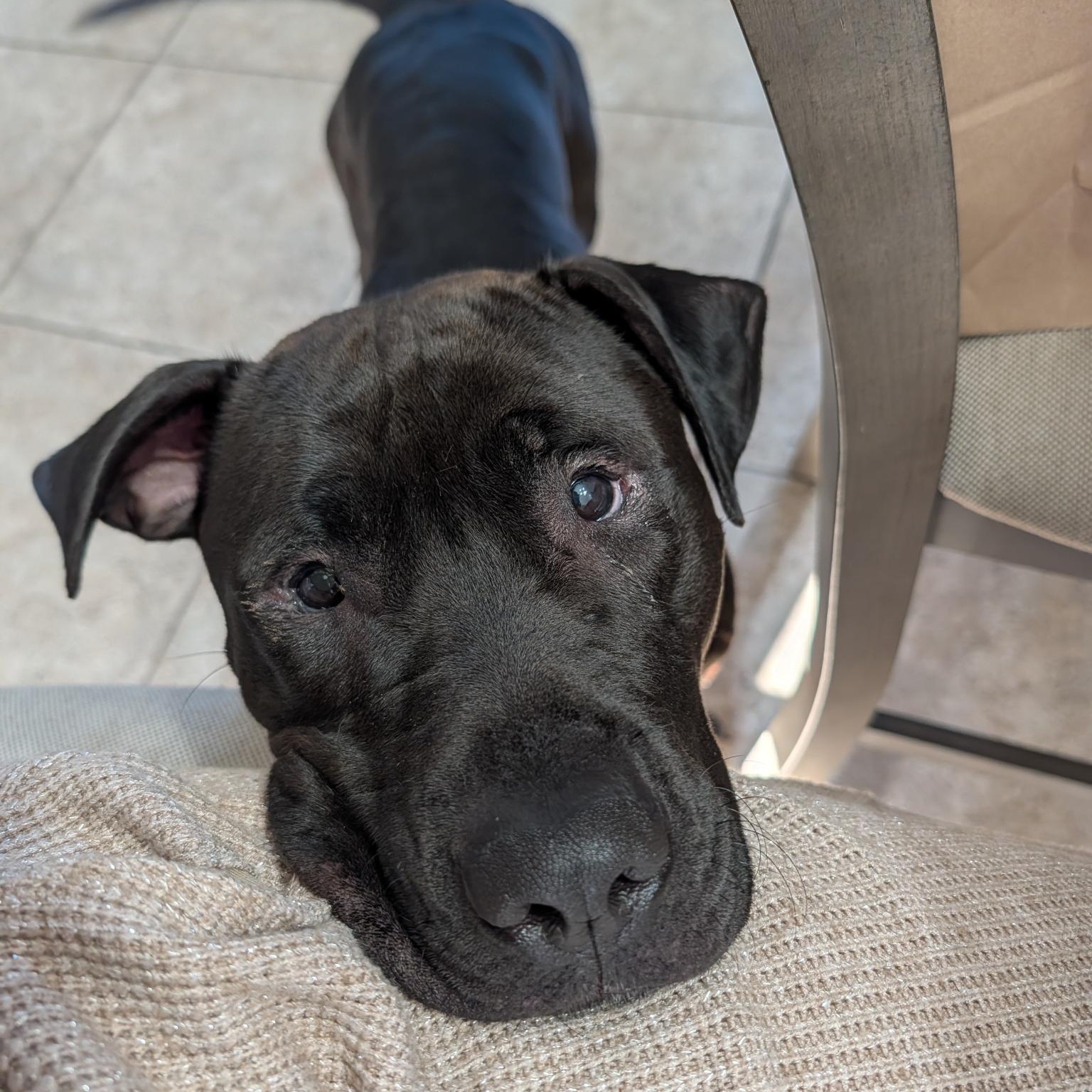 Enlarge Ivan, a ADOPTABLE Pit Bull Terrier in Westchester, IL image 5/6