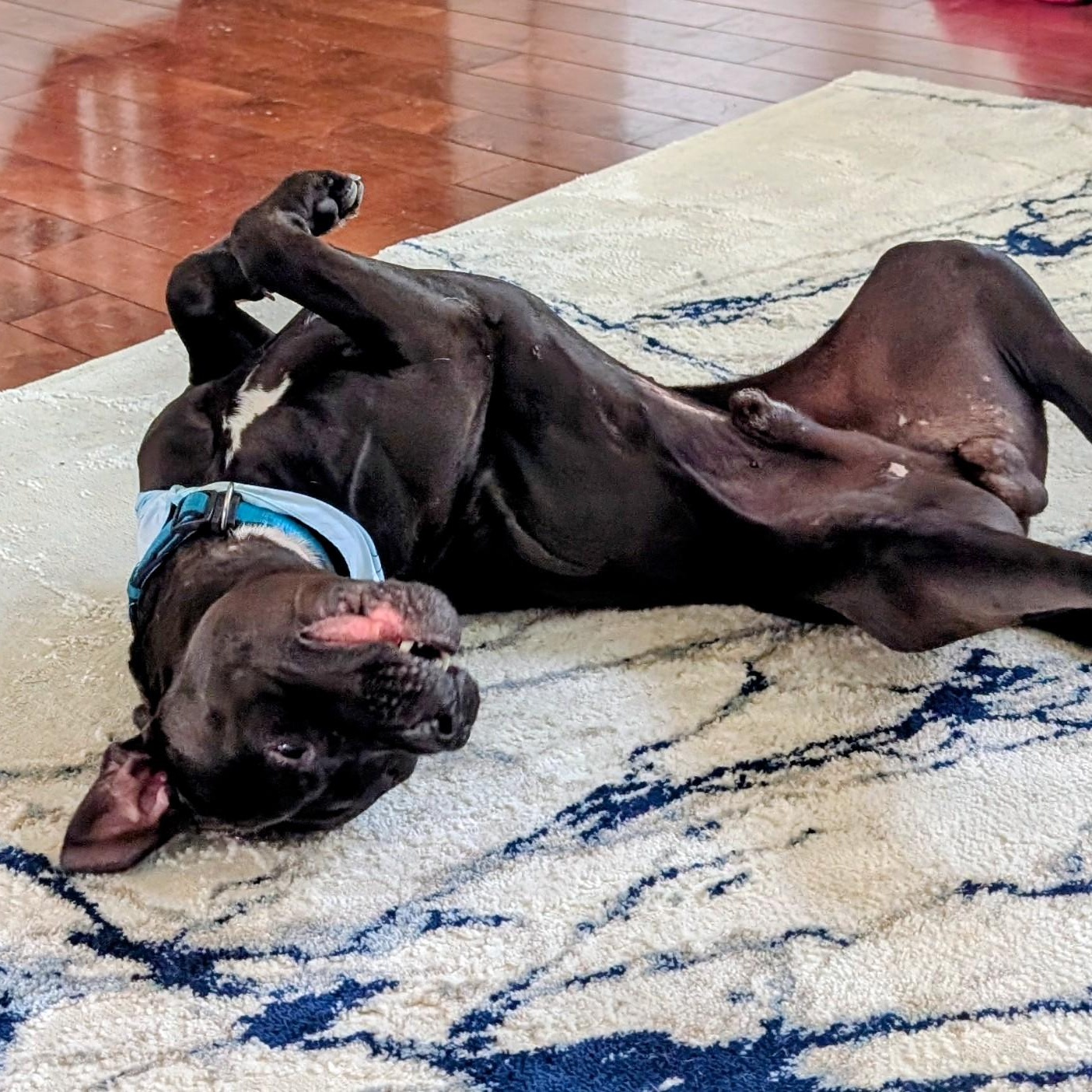 Enlarge Ivan, a ADOPTABLE Pit Bull Terrier in Westchester, IL image 3/6