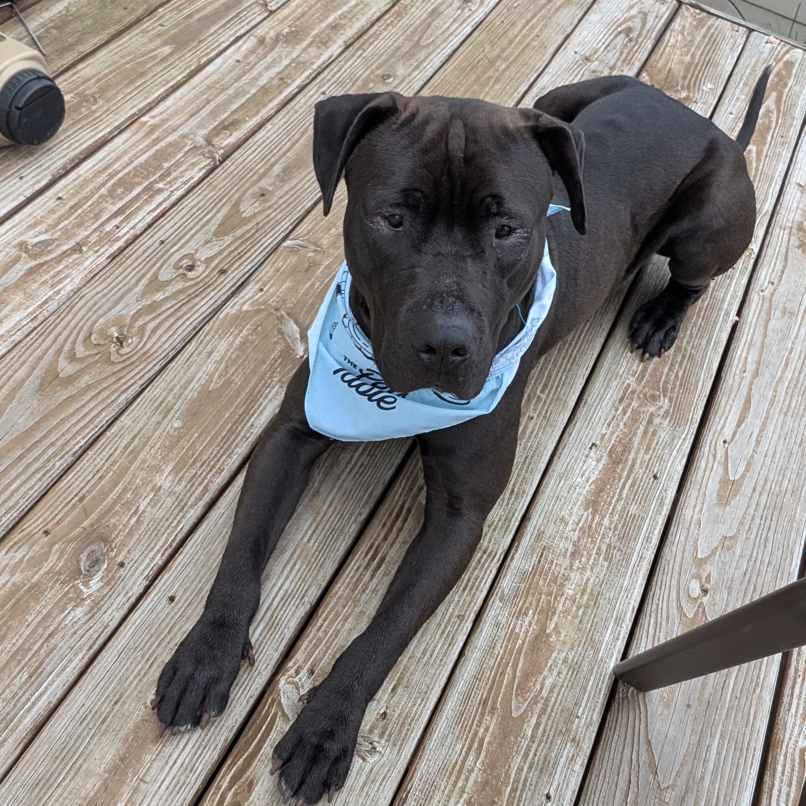 Ivan, ADOPTABLE, Young Male Pit Bull Terrier.