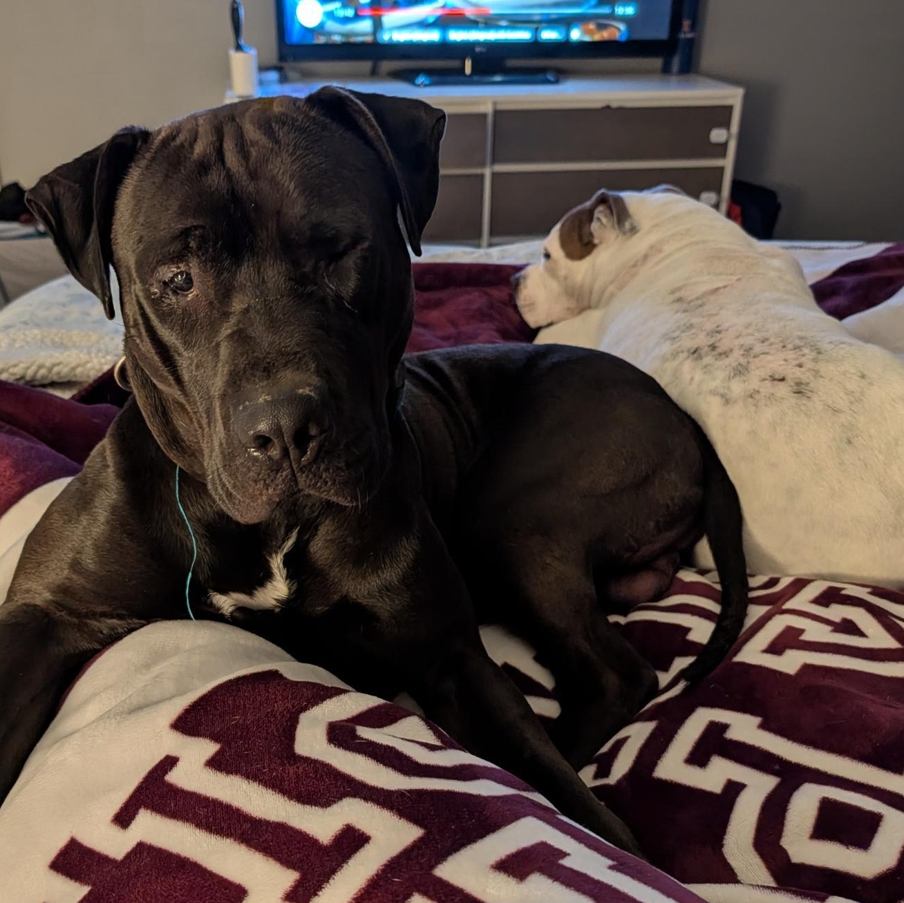 Enlarge Ivan, a ADOPTABLE Pit Bull Terrier in Westchester, IL image 2/6