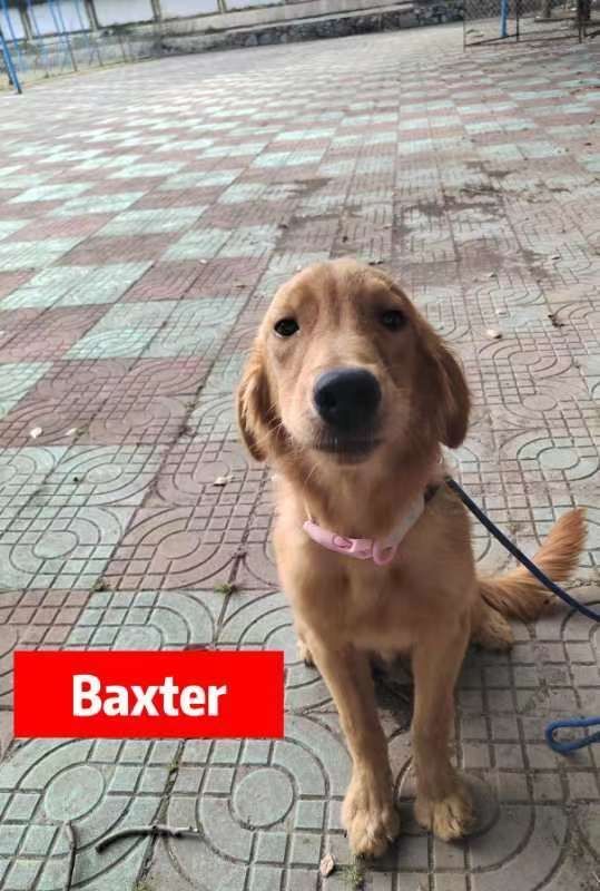 Baxter, a Adopted Golden Retriever in West Hollywood, CA image 1/2
