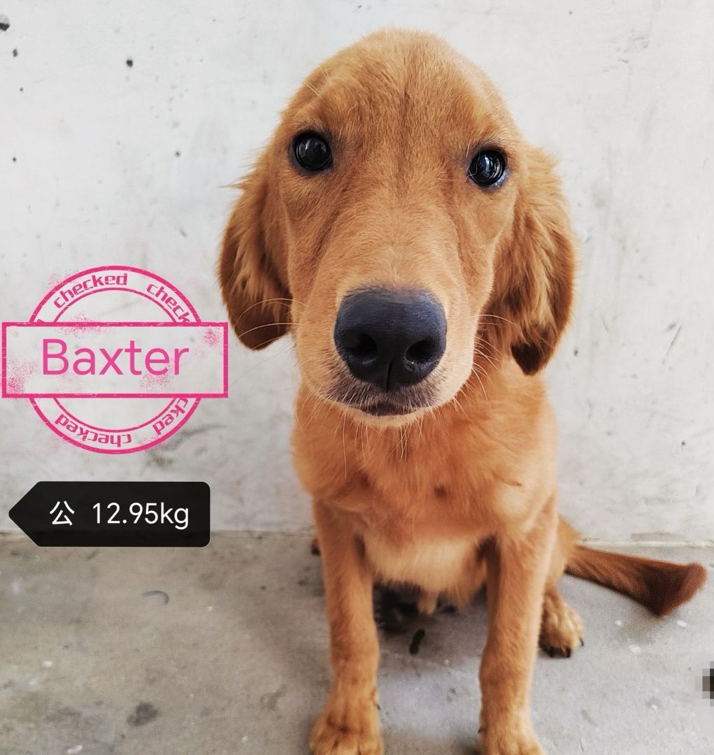 Baxter, a Adopted Golden Retriever in West Hollywood, CA image 2/2