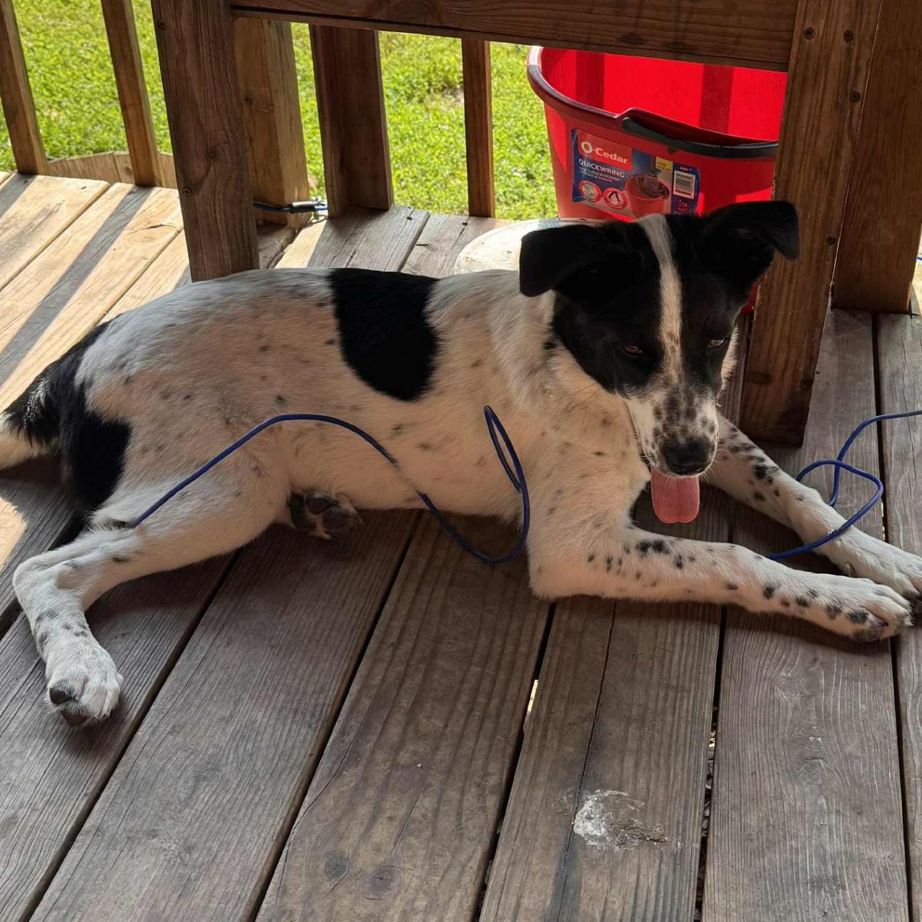 1661 Penny, Adoptable, Young Female Border Collie.