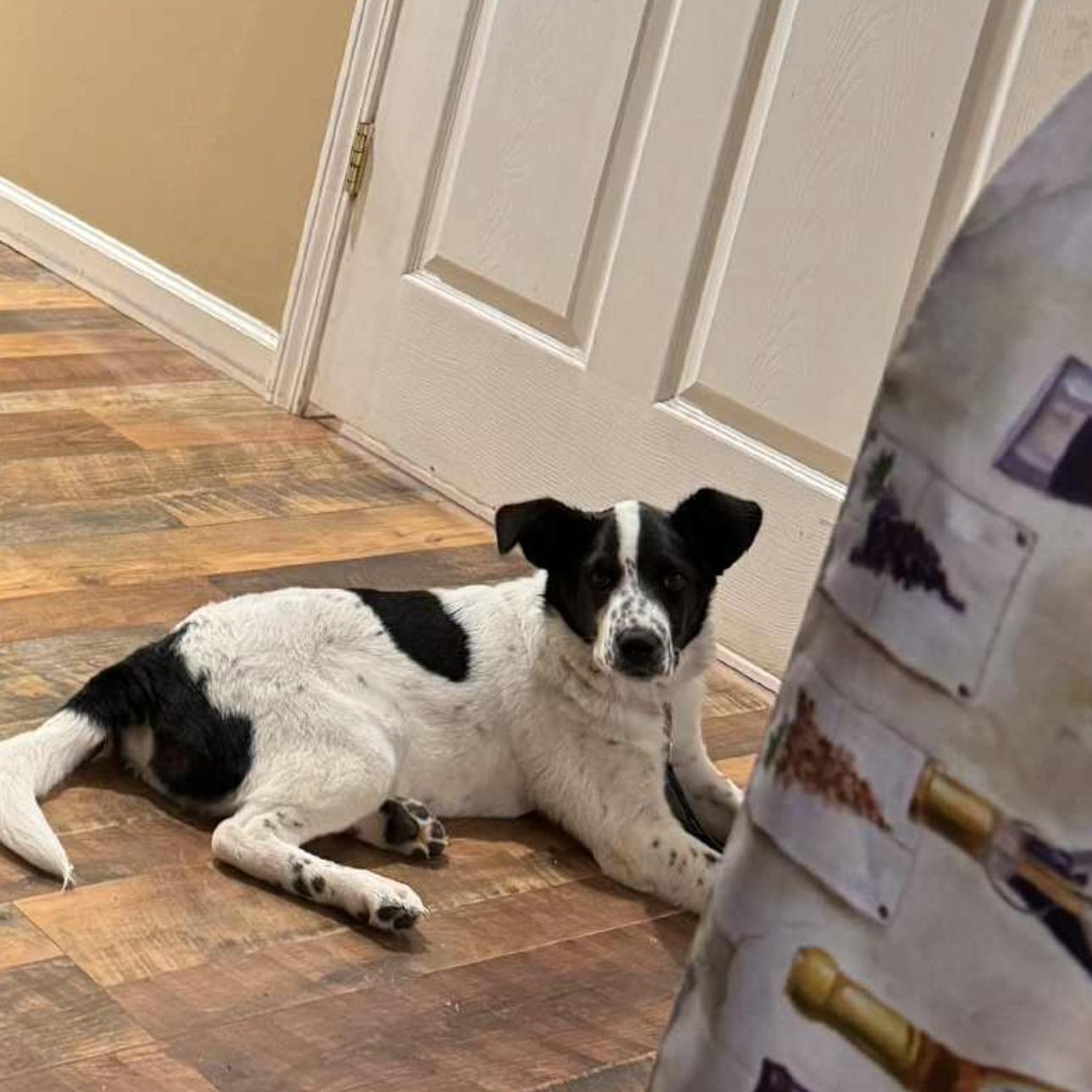 1661 Penny, a Adoptable mixed breed in Springfield, MO image 2/4