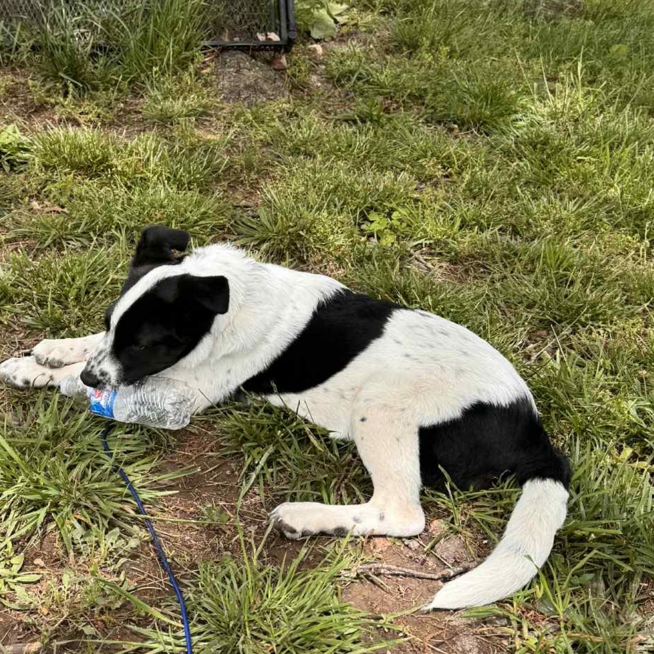 1661 Penny, a Adoptable mixed breed in Springfield, MO image 3/4