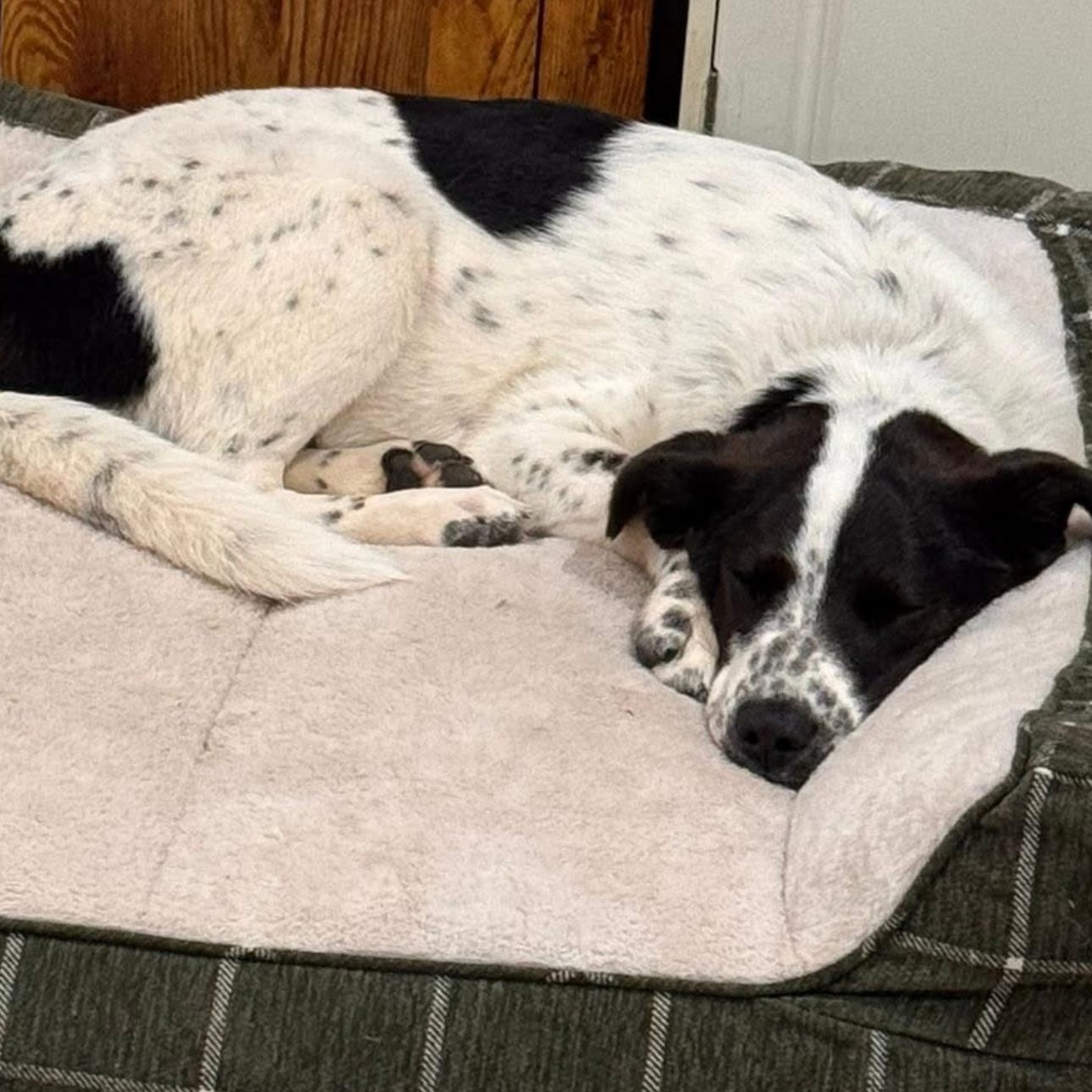 1661 Penny, a Adoptable mixed breed in Springfield, MO image 4/4