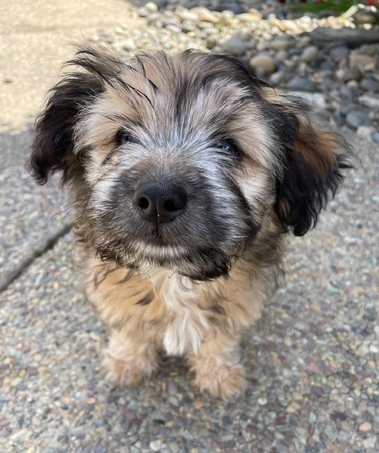 Oatmeal (Cookie litter), adopted, Puppy Male Terrier.