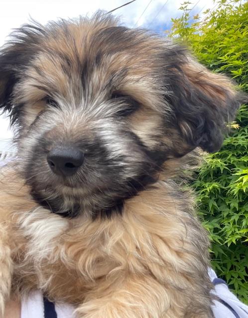 Enlarge Oatmeal (Cookie litter), an adopted mixed breed in Redwood City, CA image 3/6