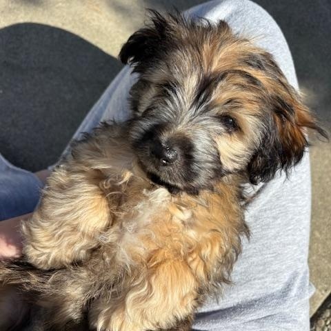 Enlarge Oatmeal (Cookie litter), an adopted mixed breed in Redwood City, CA image 6/6