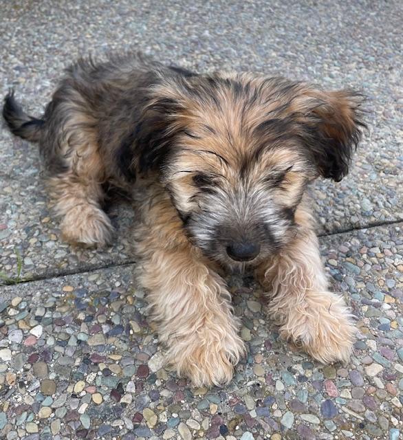 Enlarge Oatmeal (Cookie litter), an adopted mixed breed in Redwood City, CA image 2/6