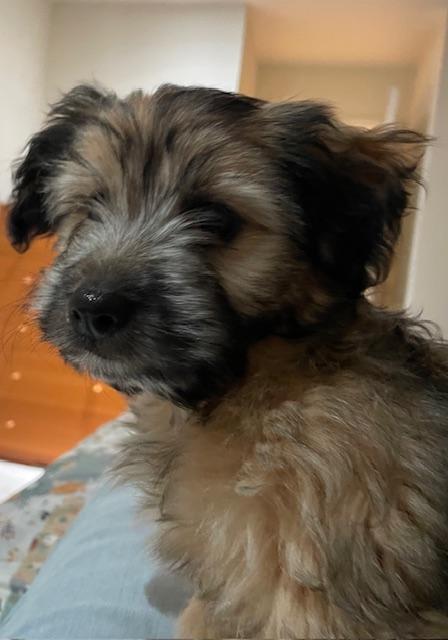 Enlarge Oatmeal (Cookie litter), an adopted mixed breed in Redwood City, CA image 4/6