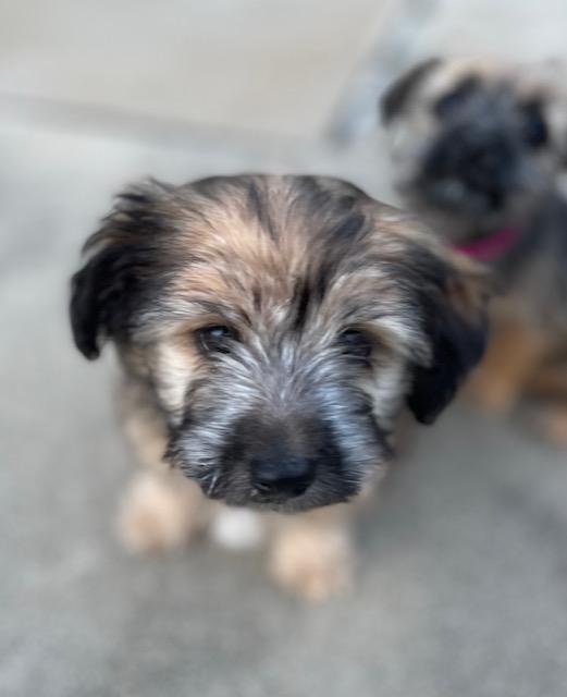 Enlarge Oatmeal (Cookie litter), an adopted mixed breed in Redwood City, CA image 5/6