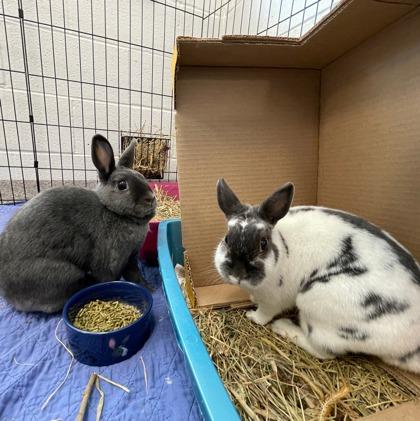 Caterpillar, Adoptable, Adult Female Polish & Dwarf.