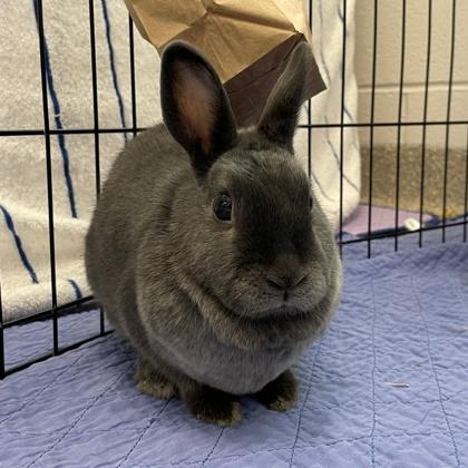 Caterpillar, a Adoptable mixed breed in Wheaton, IL image 2/3