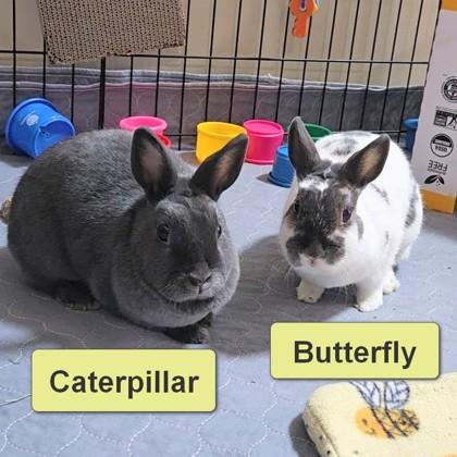 Caterpillar, a Adoptable mixed breed in Wheaton, IL image 3/3
