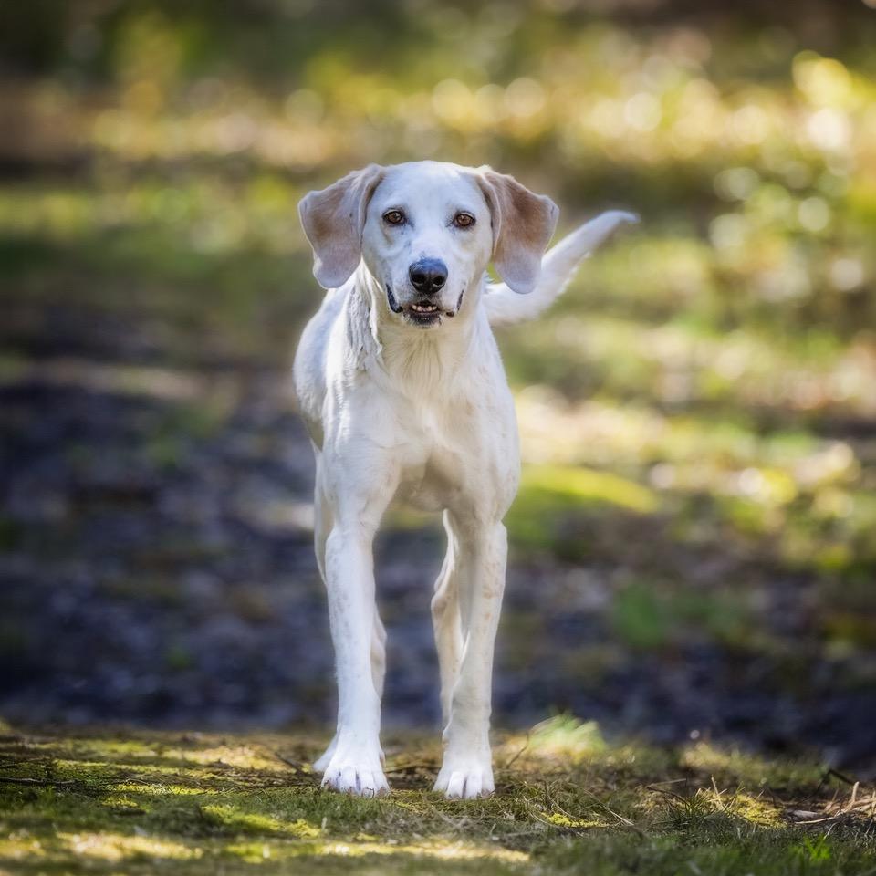 Pearl, Adoptable, Adult Female Mixed Breed.
