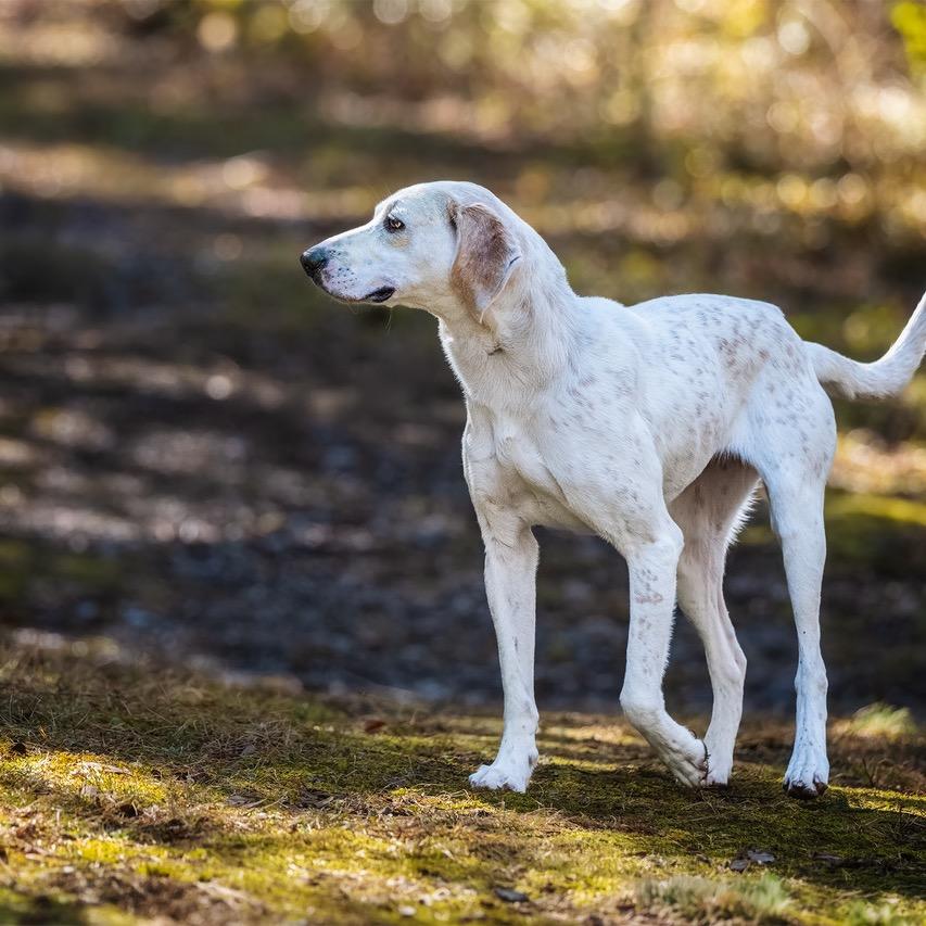 Enlarge Pearl, a Adoptable Mixed Breed in Franklin, TN image 2/6