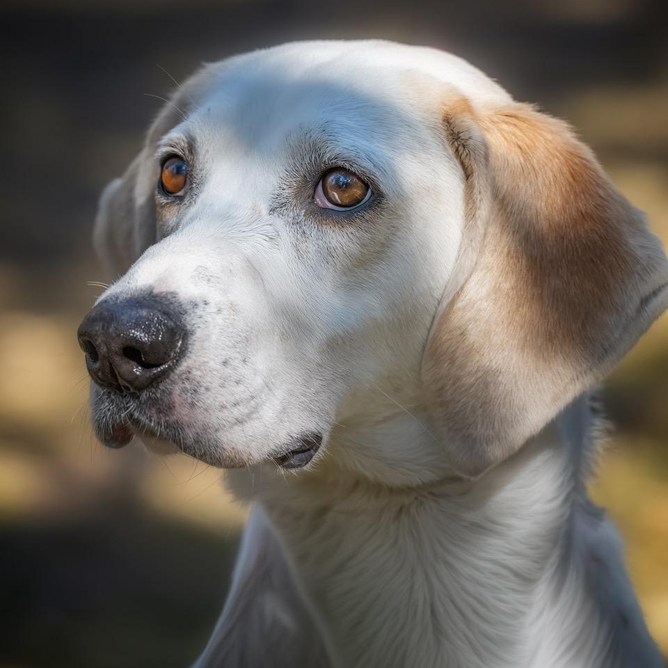 Enlarge Pearl, a Adoptable Mixed Breed in Franklin, TN image 3/6