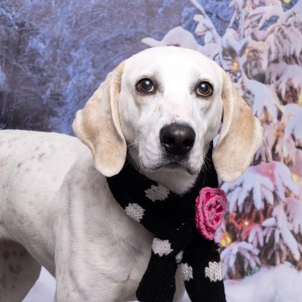 Enlarge Pearl, a Adoptable Mixed Breed in Franklin, TN image 4/6