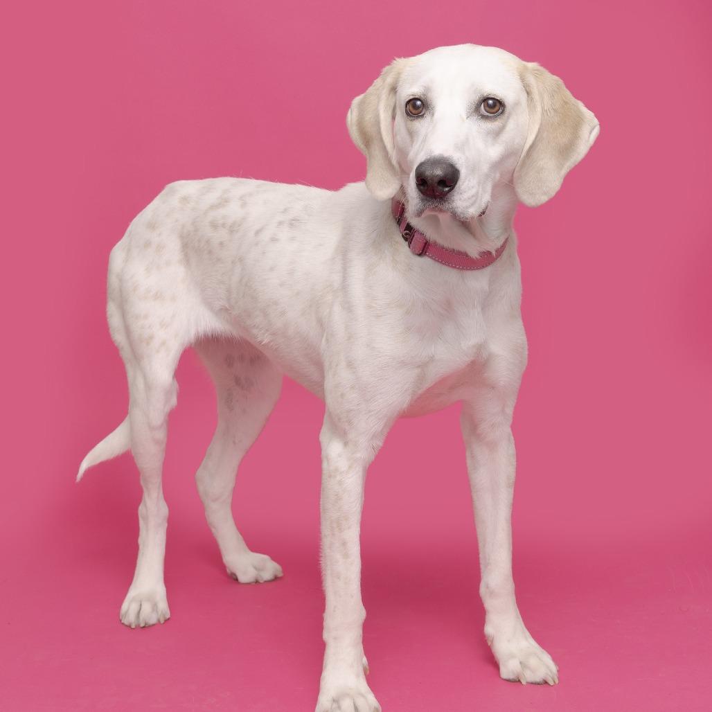 Enlarge Pearl, a Adoptable Mixed Breed in Franklin, TN image 6/6