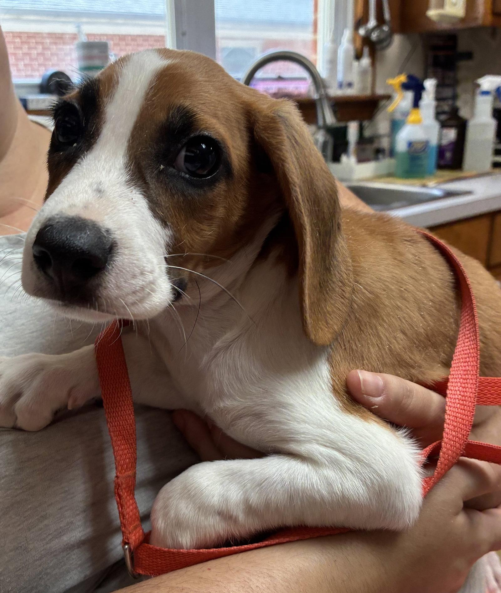Wren, Adoptable, Puppy Male Beagle & Foxhound.