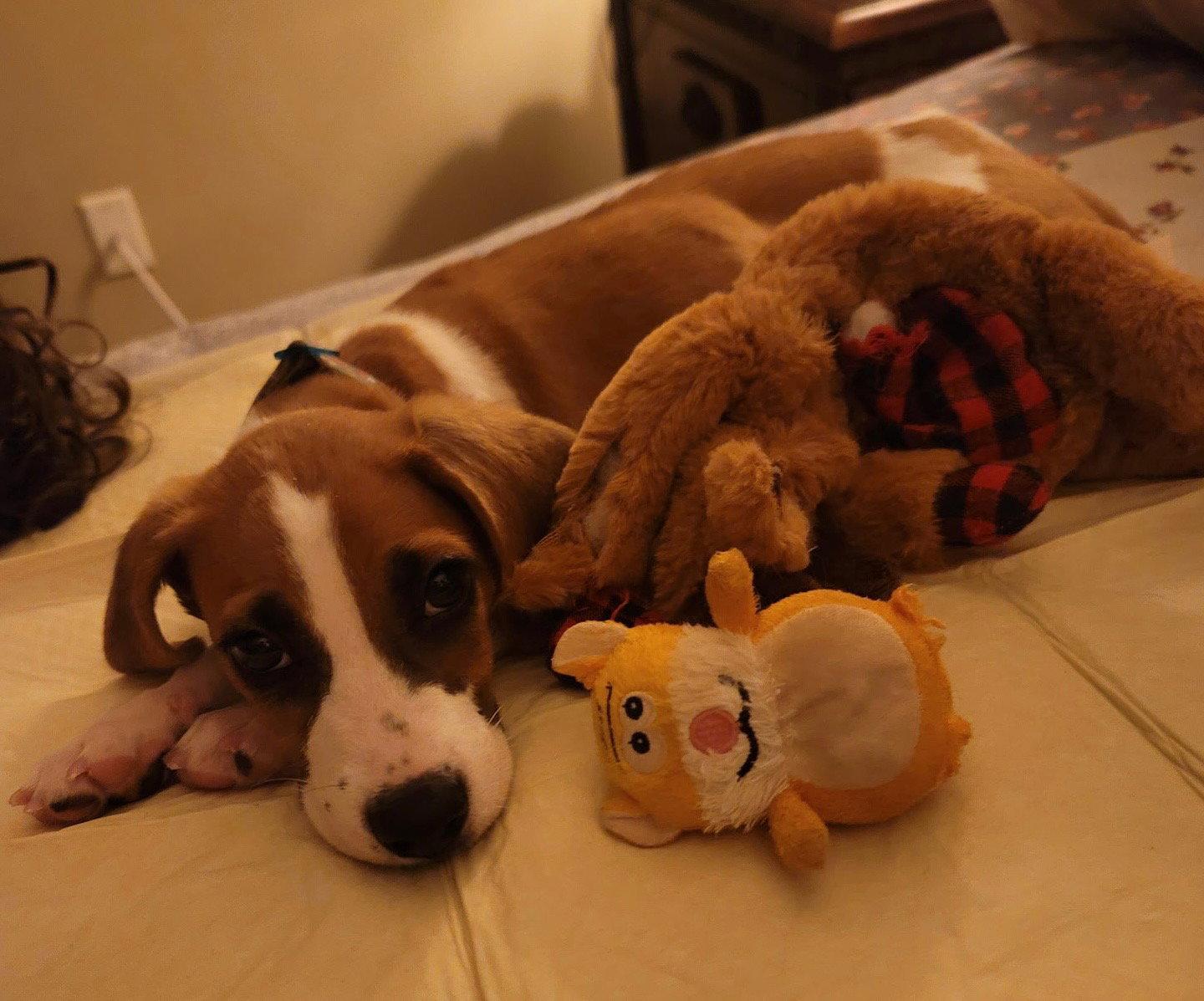 Enlarge Wren, a Adoptable mixed breed in Raleigh, NC image 3/3